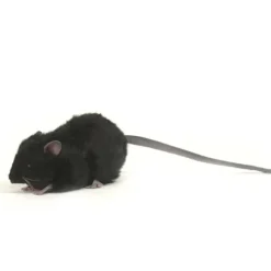 Handcrafted 5 Inch Lifelike Black Rat Stuffed Animal by Hansa