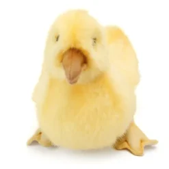 Handcrafted 8 Inch Lifelike Stuffed Duckling by Hansa