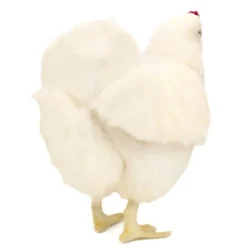 Handcrafted 14 Inch Lifelike White Hen Stuffed Animal by Hansa