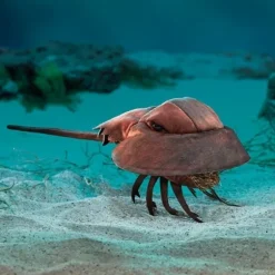Horseshoe Crab Hand Puppet by Folkmanis Puppets