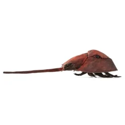 Horseshoe Crab Hand Puppet by Folkmanis Puppets
