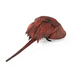 Horseshoe Crab Hand Puppet by Folkmanis Puppets