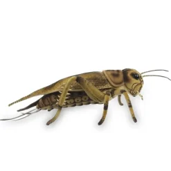 Lifelike Cricket Stuffed Animal by Hansa
